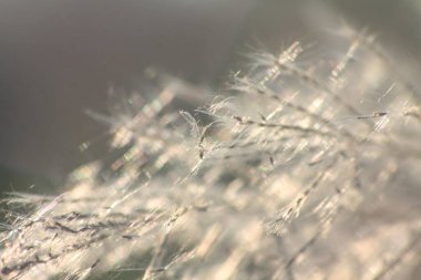 Ön çiçeğin yakın plan çekimi. Akşam güneşi arkadan parlıyor..