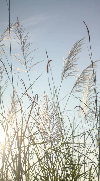 Sabah güneşi altında çimen çiçekleri Yazın açık mavi gökyüzüne karşı