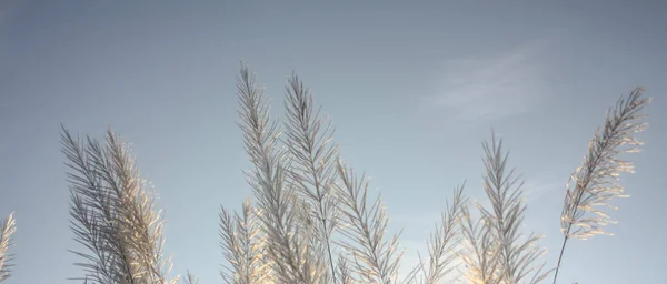 Grass Flowers Morning Sun Light Blue Sky Summer — Stock Photo, Image