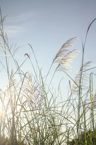 夏に薄緑色の空に対して朝の太陽と草の花 — ストック写真