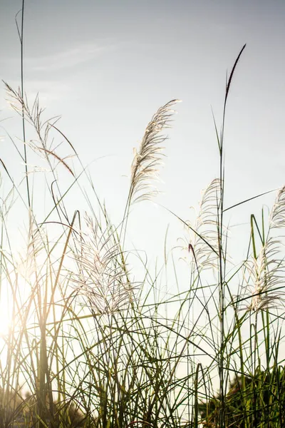 Fiori Erba Con Sole Del Mattino Contro Cielo Azzurro Estate — Foto Stock