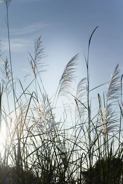 Sabah güneşi altında çimen çiçekleri Yazın açık mavi gökyüzüne karşı