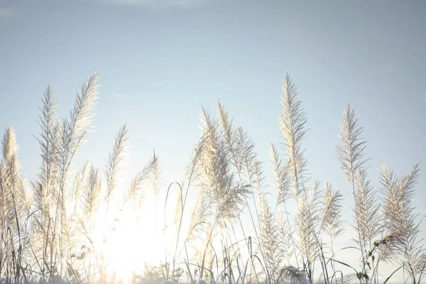 Sabah güneşi altında çimen çiçekleri Yazın açık mavi gökyüzüne karşı