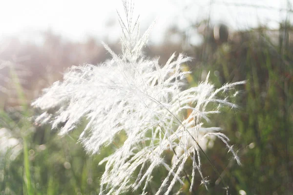 Ön çiçeğin yakın plan çekimi. Akşam güneşi arkadan parlıyor..