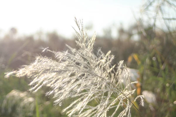 Ön çiçeğin yakın plan çekimi. Akşam güneşi arkadan parlıyor..