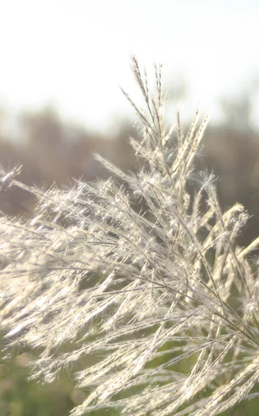 Gros Plan Fleur Avant Avec Lumière Soleil Soir Qui Brille — Photo