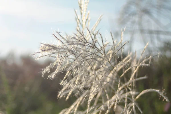 Ön çiçeğin yakın plan çekimi. Akşam güneşi arkadan parlıyor..