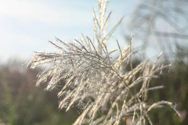 Ön çiçeğin yakın plan çekimi. Akşam güneşi arkadan parlıyor..