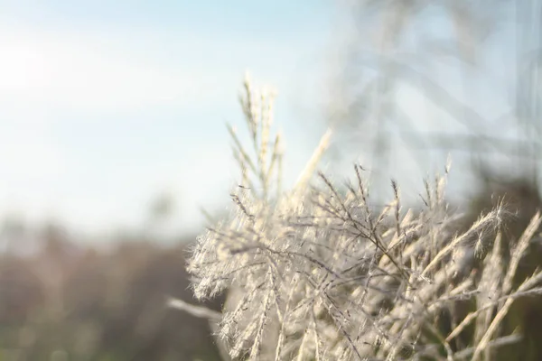 Primo Piano Del Fiore Anteriore Con Luce Del Sole Sera — Foto Stock