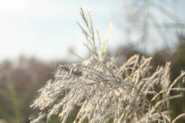 Ön çiçeğin yakın plan çekimi. Akşam güneşi arkadan parlıyor..