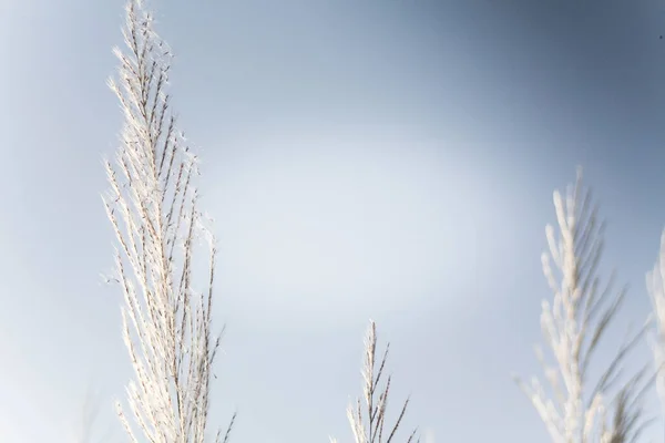 Flores Grama Com Sol Manhã Contra Céu Azul Claro Verão — Fotografia de Stock