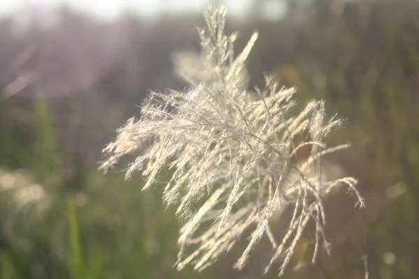 Ön çiçeğin yakın plan çekimi. Akşam güneşi arkadan parlıyor..