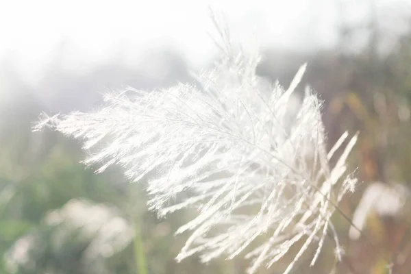 夜の陽射しが後ろから照りつける前の花のクローズアップ — ストック写真