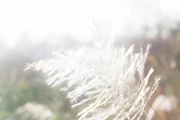 Крупный План Переднего Цветка Вечерним Солнечным Светом Сзади — стоковое фото