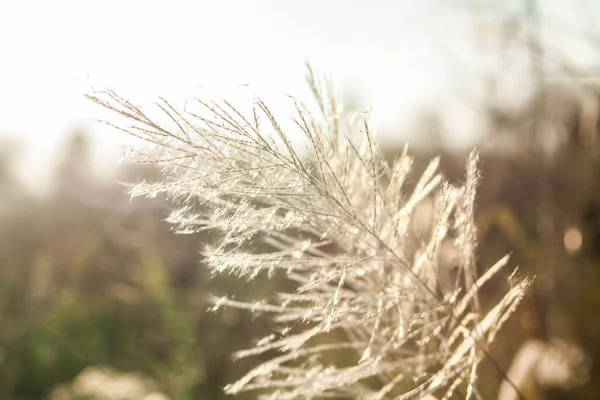 Ön çiçeğin yakın plan çekimi. Akşam güneşi arkadan parlıyor..