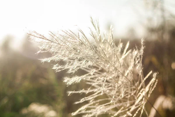Ön çiçeğin yakın plan çekimi. Akşam güneşi arkadan parlıyor..
