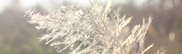 Gros Plan Fleur Avant Avec Lumière Soleil Soir Qui Brille — Photo