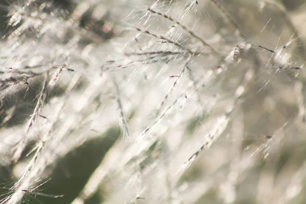 Ön çiçeğin yakın plan çekimi. Akşam güneşi arkadan parlıyor..
