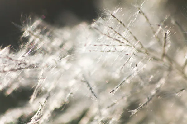 Ön çiçeğin yakın plan çekimi. Akşam güneşi arkadan parlıyor..