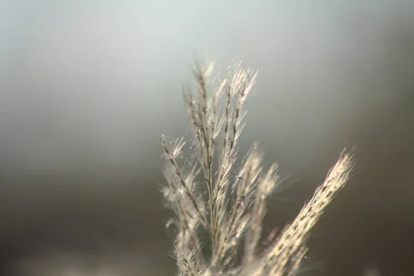 Nahaufnahme Der Vorderen Blume Mit Abendsonne Die Von Hinten Scheint — Stockfoto