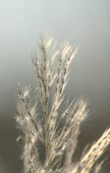 Nahaufnahme Der Vorderen Blume Mit Abendsonne Die Von Hinten Scheint — Stockfoto