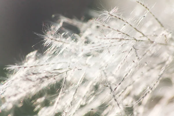 Close Tiro Flor Frente Com Luz Solar Noite Brilhando Por — Fotografia de Stock