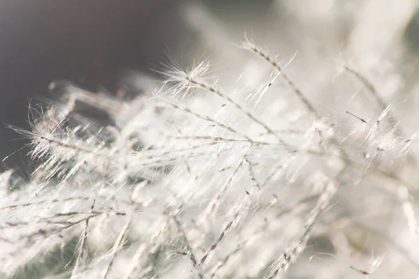 Ön çiçeğin yakın plan çekimi. Akşam güneşi arkadan parlıyor..