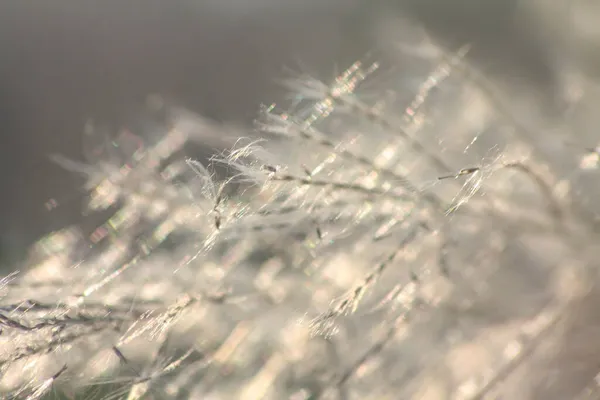 Close Shot Front Flower Evening Sunlight Shining — Stock Photo, Image