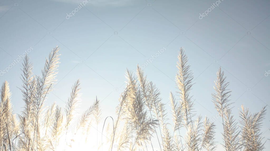 Grass flowers with morning sun against light blue sky in summer