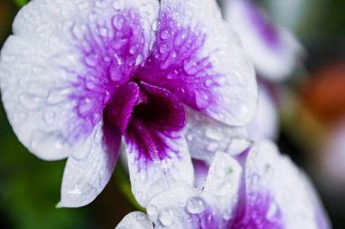 Tayland 'da mor ve beyaz orkideler