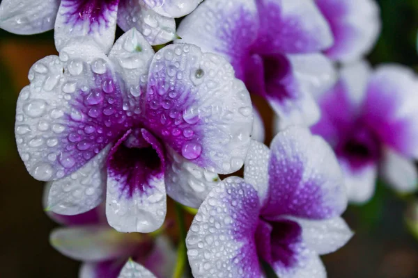 Orquídeas Roxas Brancas Tailândia — Fotografia de Stock