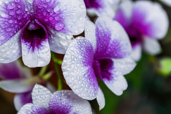 タイの紫と白の蘭 — ストック写真