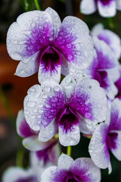 泰国的紫色和白色兰花 — 图库照片