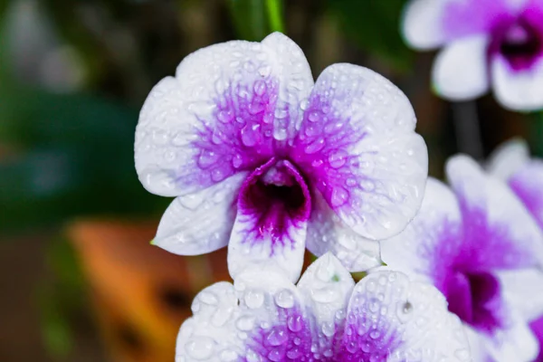 Orquídeas Púrpuras Blancas Tailandia —  Fotos de Stock