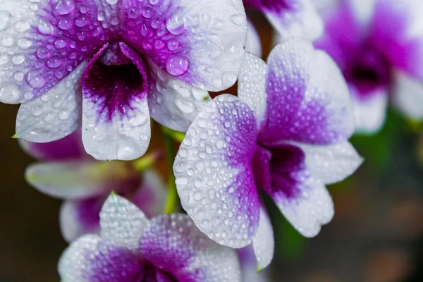 Orquídeas Púrpuras Blancas Tailandia — Foto de Stock