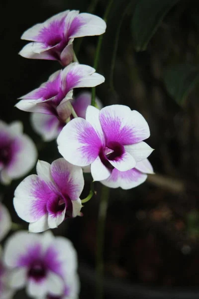 Фиолетовые Белые Орхидеи Таиланда — стоковое фото