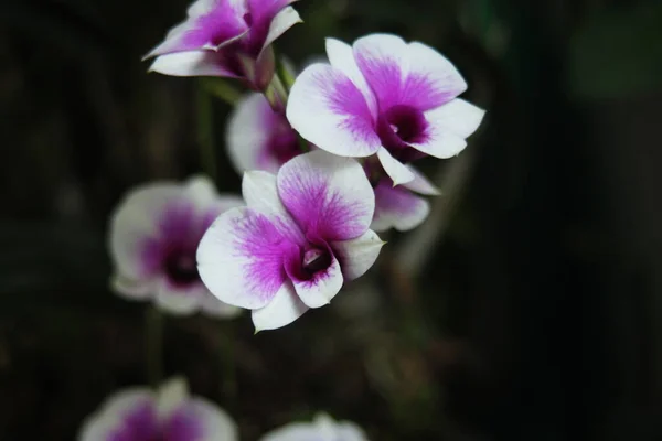 Orquídeas Roxas Brancas Tailândia — Fotografia de Stock