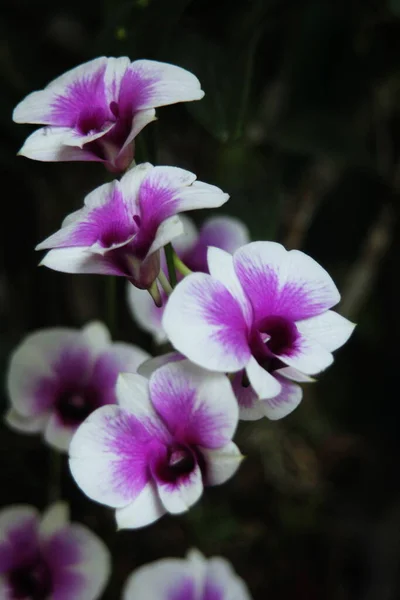 Fialové Bílé Orchideje Thajsku — Stock fotografie