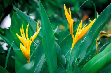 Cennet kuşu çiçekler yeşil yapraklı sarı Asya 'da çok var..