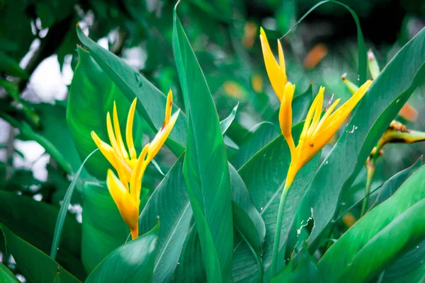 Pájaro Del Paraíso Flores Amarillo Con Hojas Verdes Hay Muchos —  Fotos de Stock