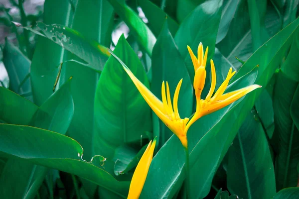 Pássaro Paraíso Flores Amarelas Com Folhas Verdes Muitos Ásia — Fotografia de Stock