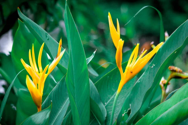 Pájaro Del Paraíso Flores Amarillo Con Hojas Verdes Hay Muchos —  Fotos de Stock