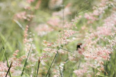 Yol kenarındaki çiçekler rüzgarla savrulurken güneş parlıyordu..