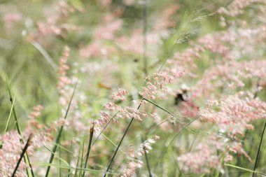 Yol kenarındaki çiçekler rüzgarla savrulurken güneş parlıyordu..