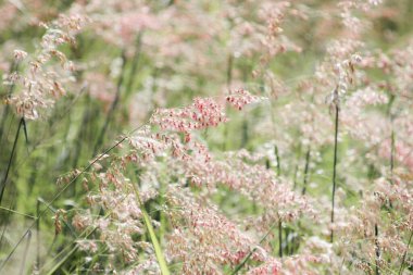 Yol kenarındaki çiçekler rüzgarla savrulurken güneş parlıyordu..