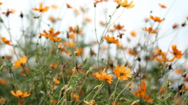 Yıldız patlaması çiçekleri, kozmos, öğleden sonra güneşin sıcacık ışığında açan bir tarla...