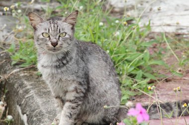 Tekir kedi önünde mor çiçeklerle yerde oturuyordu..