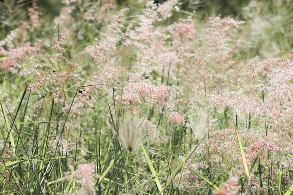 Fiori Lungo Strada Sono Stati Soffiati Dal Vento Mentre Luce — Foto Stock