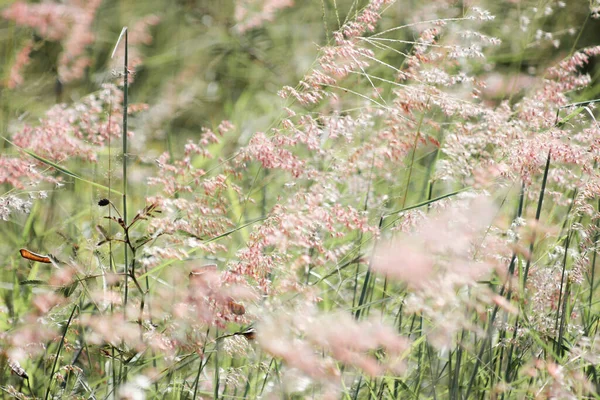 陽射しが差し込む中 道端の花々は風に吹かれていた — ストック写真