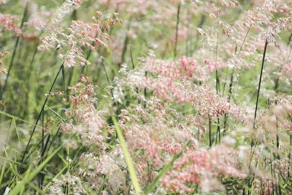 陽射しが差し込む中 道端の花々は風に吹かれていた — ストック写真